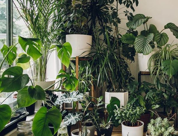 Indoor plants in a modern cozy interior.
